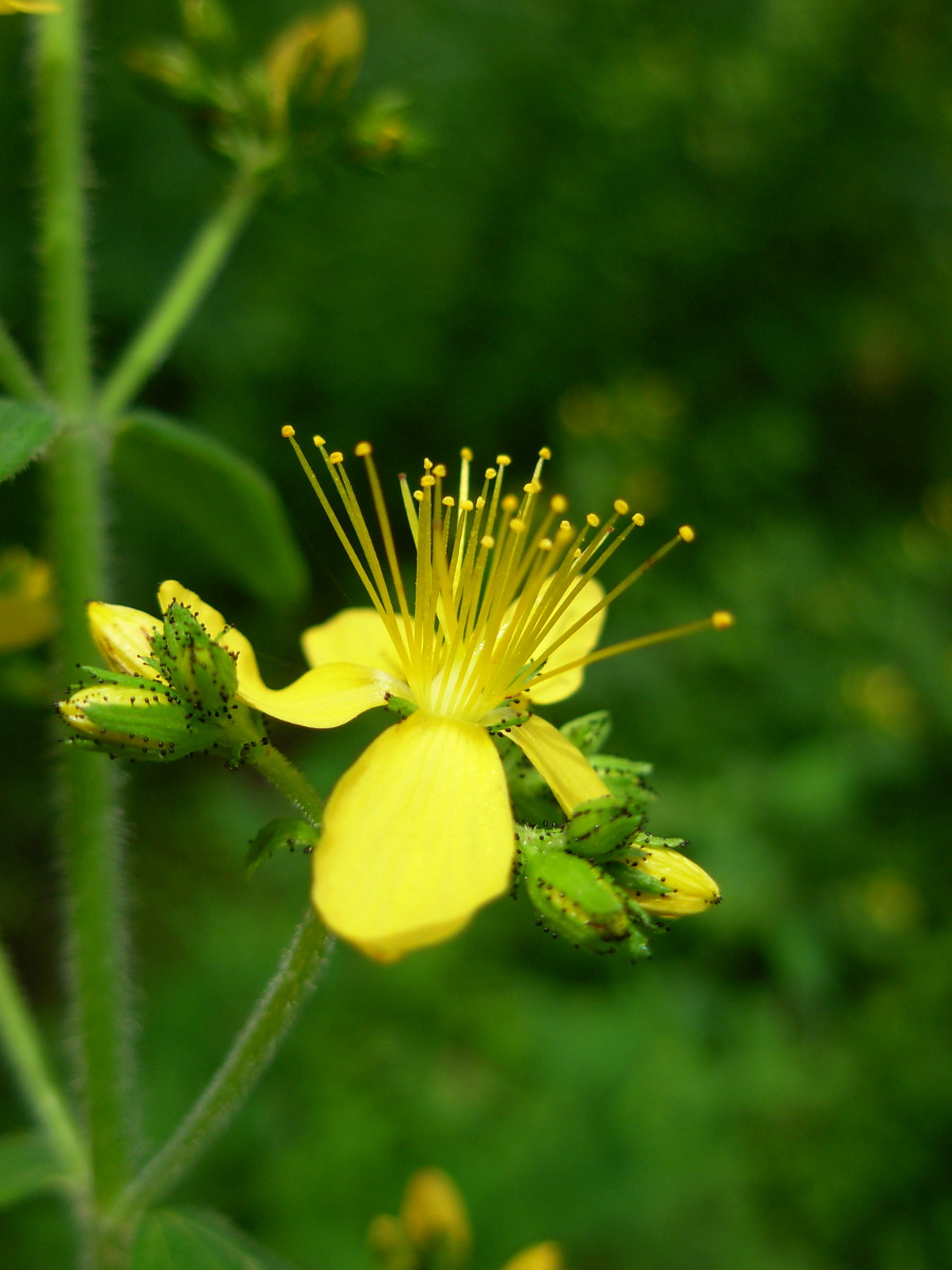 Hypericum hirsutum L.